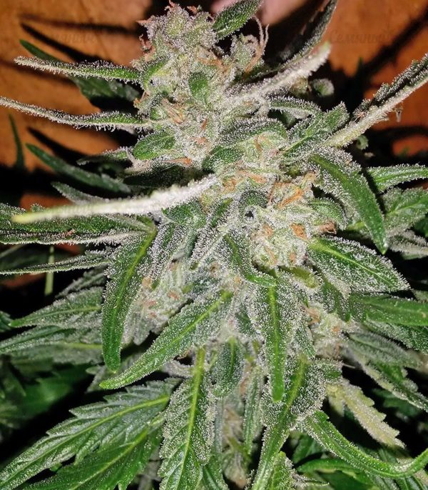 Семена сорта Original Berry (Victory Seeds) — изображение 8
