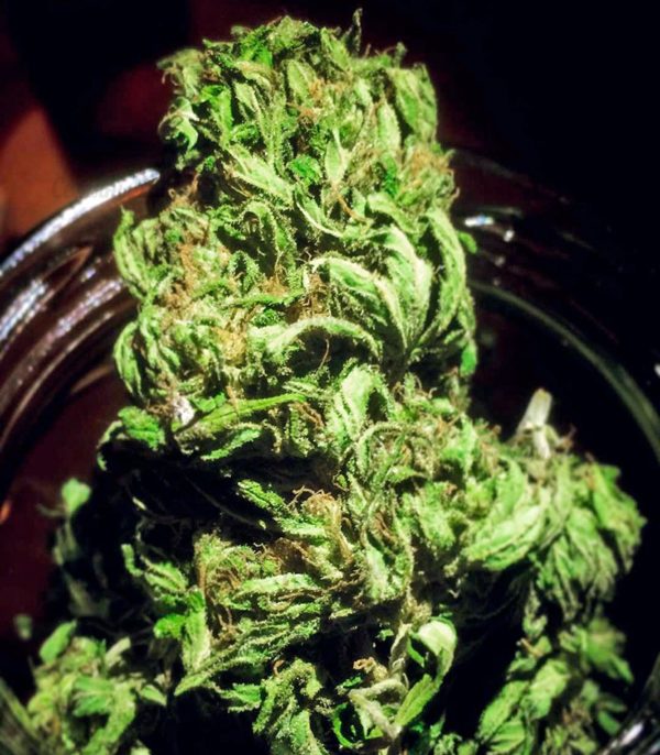 Семена сорта Green Love Potion (Samsara Seeds) — изображение 6