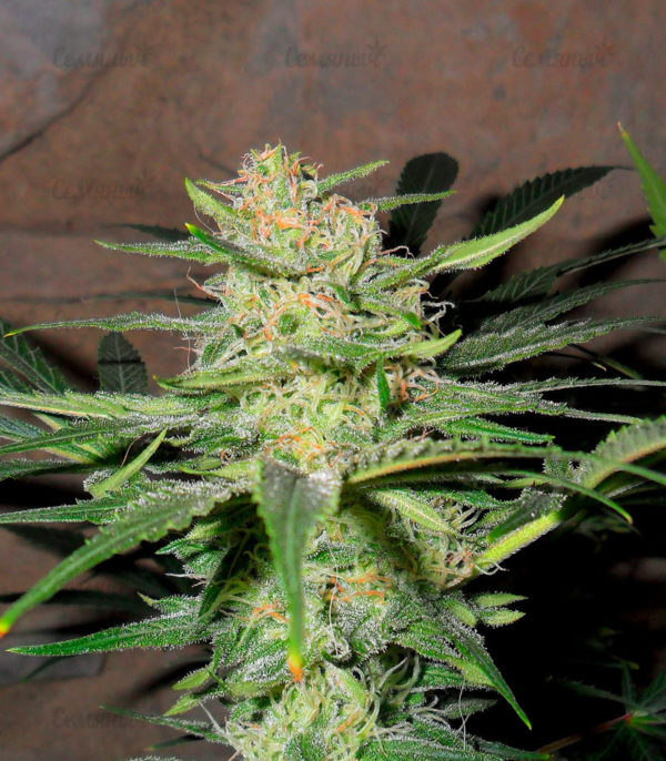 Семена сорта Auto Wembley (Pyramid Seeds) — изображение 2