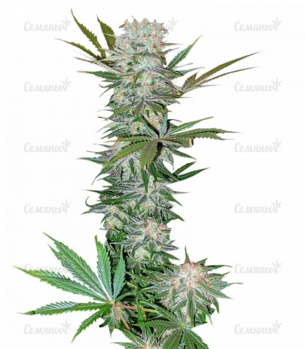Семена сорта Glookies fem (Barney's Farm)