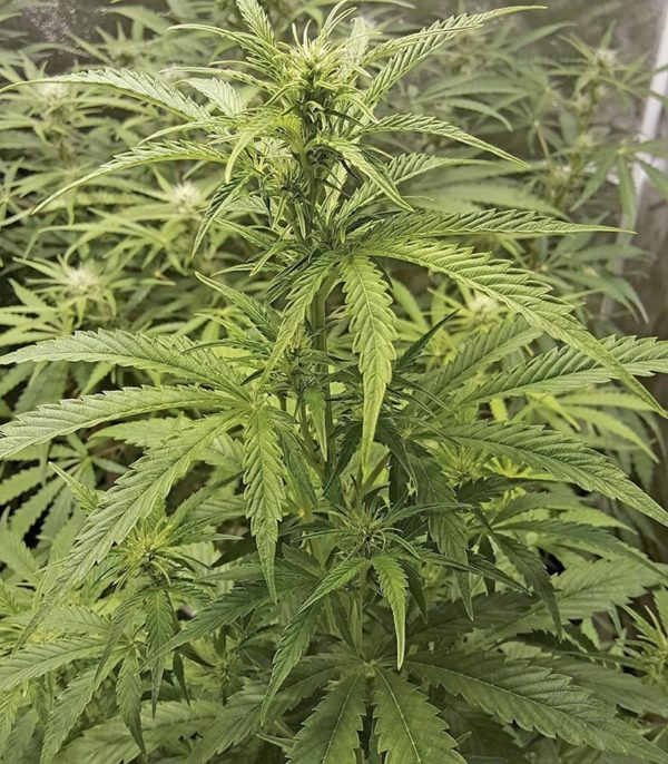 Семена сорта Gipsy Haze — изображение 9