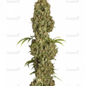 Семена сорта Lemon Skunk (GHS)