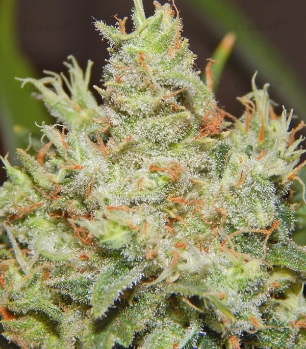 Семена сорта Golosa (Delicious Seeds) — изображение 7