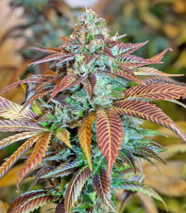 Семена сорта Currant Kush (VIP seeds) — изображение 5