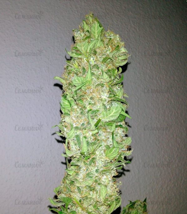 Семена сорта Veneno (Eva Seeds) — изображение 6