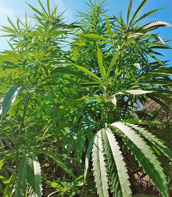 Семена сорта Violator Kush (Barney's Farm) — изображение 4