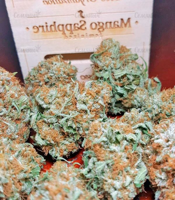 Семена сорта Violator Kush (Barney's Farm) — изображение 5