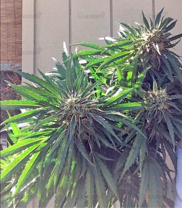 Семена сорта Violator Kush (Barney's Farm) — изображение 6