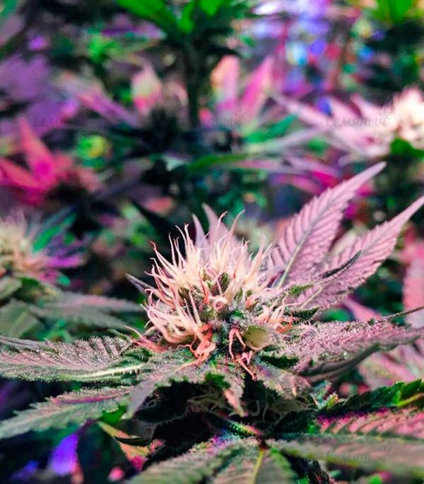Семена сорта Violator Kush (Barney's Farm) — изображение 7