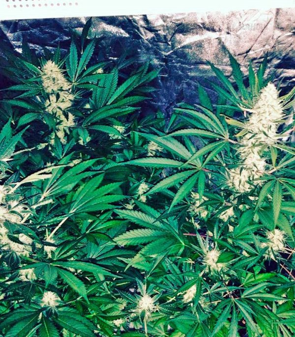 Семена сорта Delicious Candy Auto (Delicious Seeds) — изображение 5