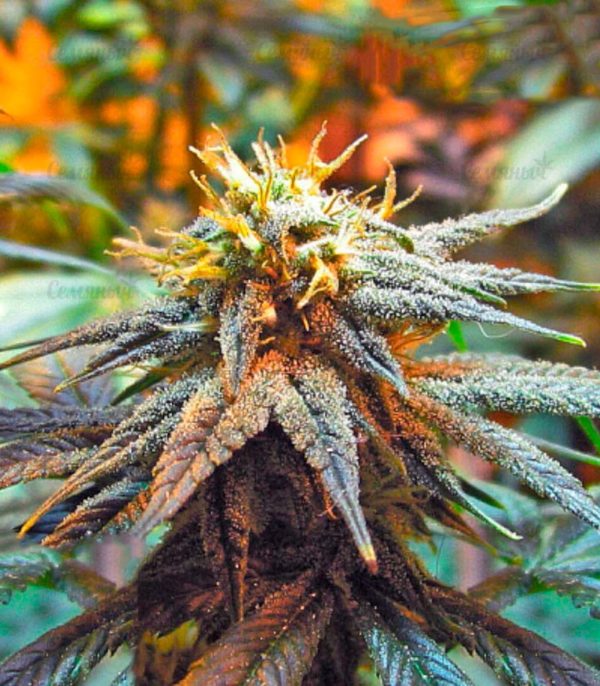 Семена сорта Delicious Candy Auto (Delicious Seeds) — изображение 6