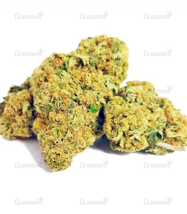Семена сорта West Coast O.G. auto (FastBuds) — изображение 5