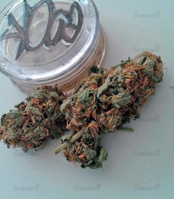 Семена сорта West Coast O.G. auto (FastBuds) — изображение 6