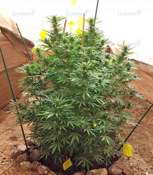 Семена сорта West Coast O.G. auto (FastBuds) — изображение 7