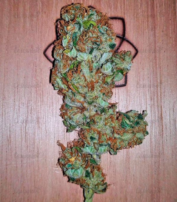 Семена сорта West Coast O.G. auto (FastBuds) — изображение 8