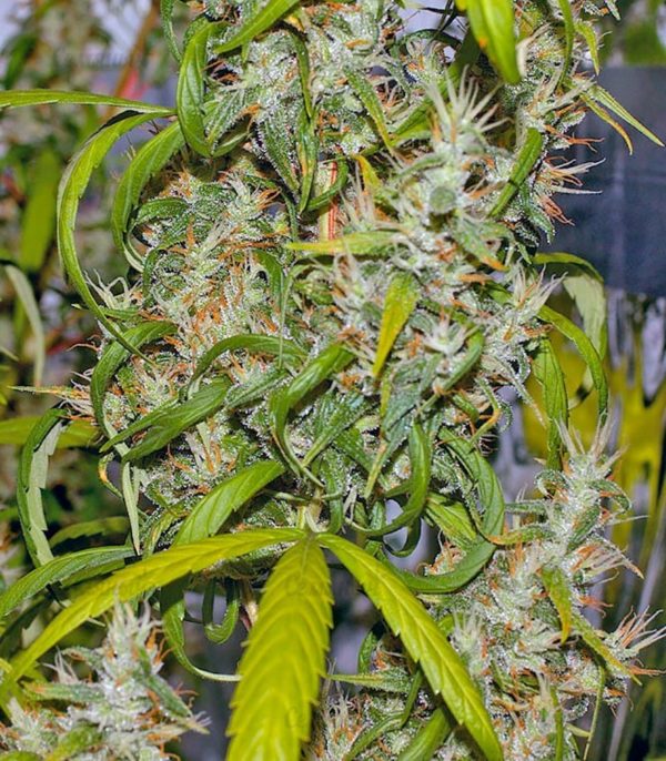 Семена сорта Desconocida Kush (Delicious Seeds) — изображение 5
