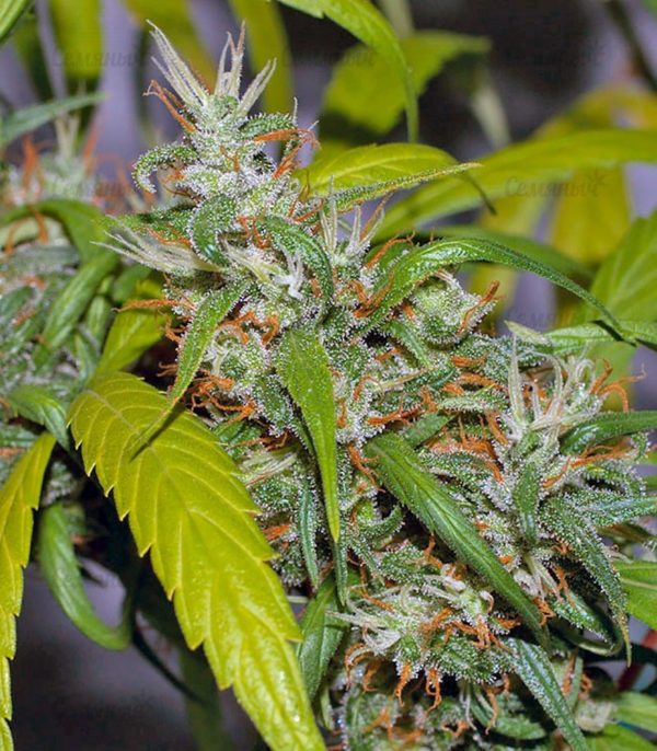 Семена сорта Desconocida Kush (Delicious Seeds) — изображение 6