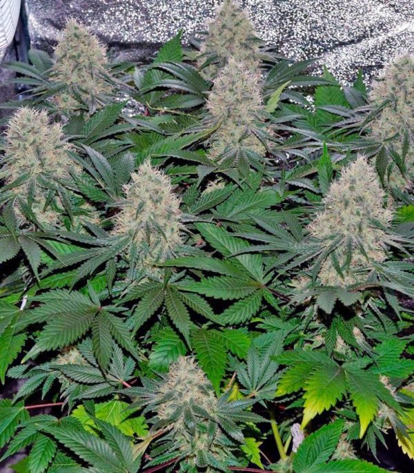 Семена сорта Desconocida Kush (Delicious Seeds) — изображение 7