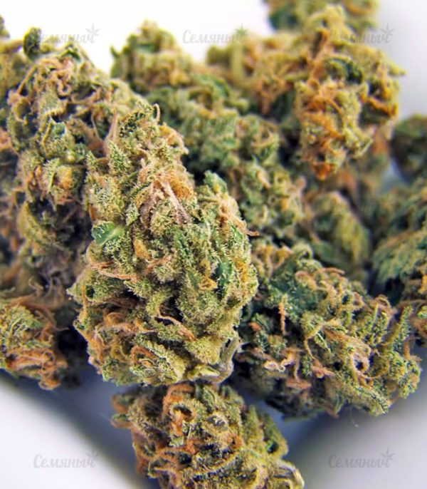 Семена сорта Desconocida Kush (Delicious Seeds) — изображение 8