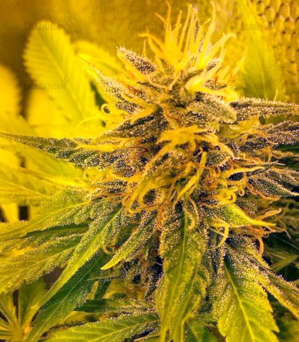 Семена сорта Mazar Kush (World of Seeds) — изображение 4