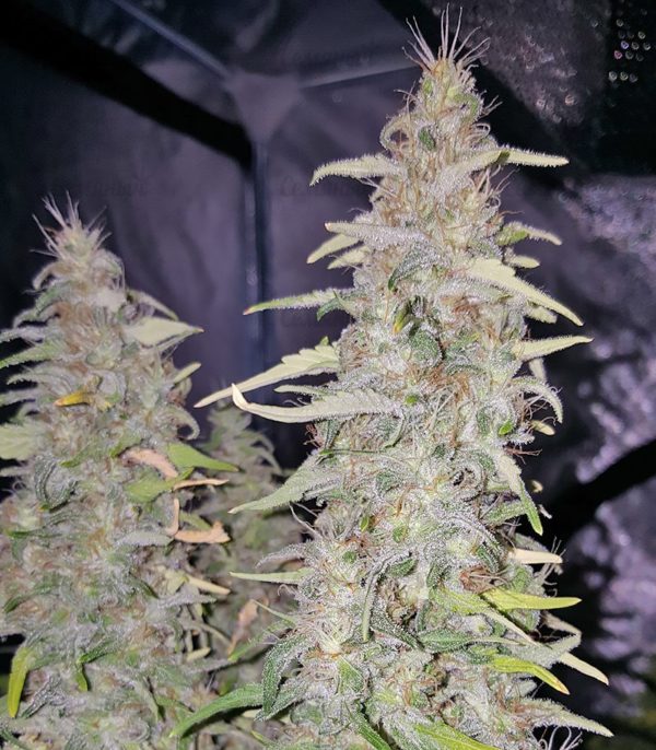 Семена сорта Alpujarrena (Pyramid Seeds) — изображение 7