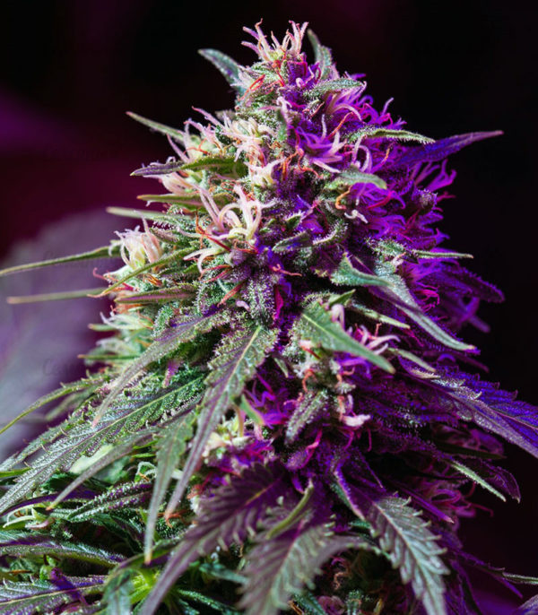 Семена сорта Devil Cream Auto (Sweet Seeds) — изображение 2