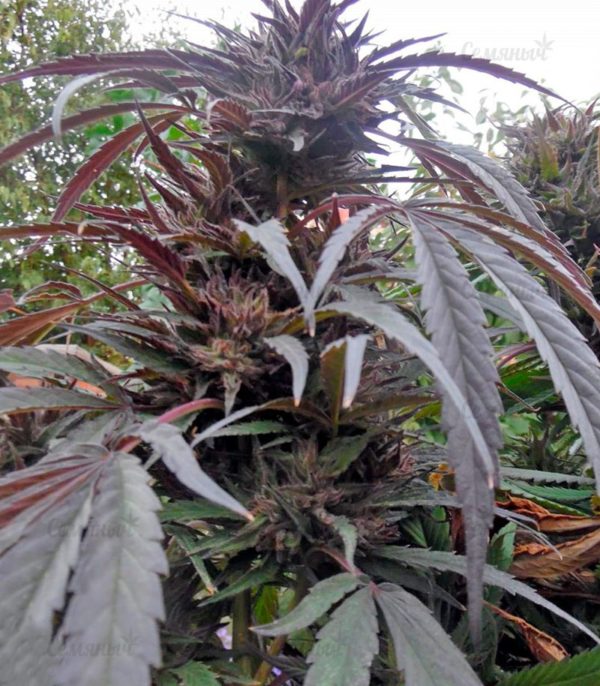 Семена сорта Auto Northern Light (Victory Seeds) — изображение 4