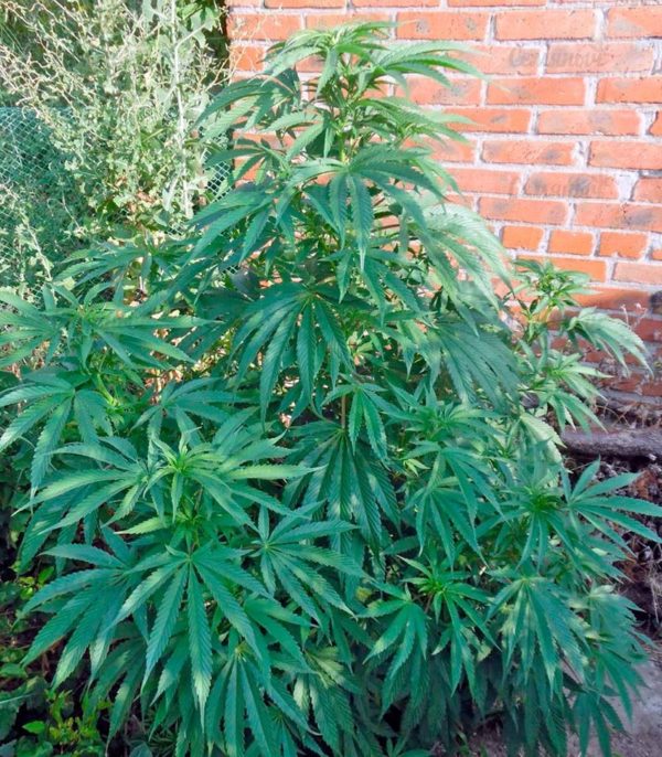 Семена сорта Auto Northern Light (Victory Seeds) — изображение 5