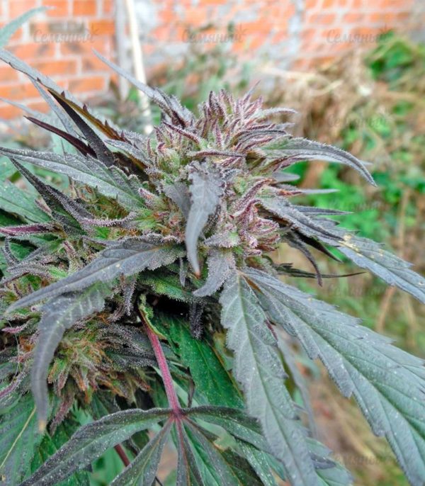Семена сорта Auto Northern Light (Victory Seeds) — изображение 6