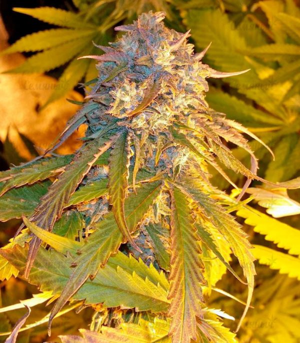 Семена сорта Auto Northern Light (Victory Seeds) — изображение 7