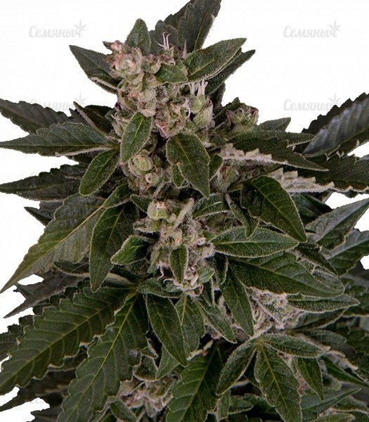 Семена сорта CBD Auto Charlotte’s Angel (Dutch Passion) — изображение 4
