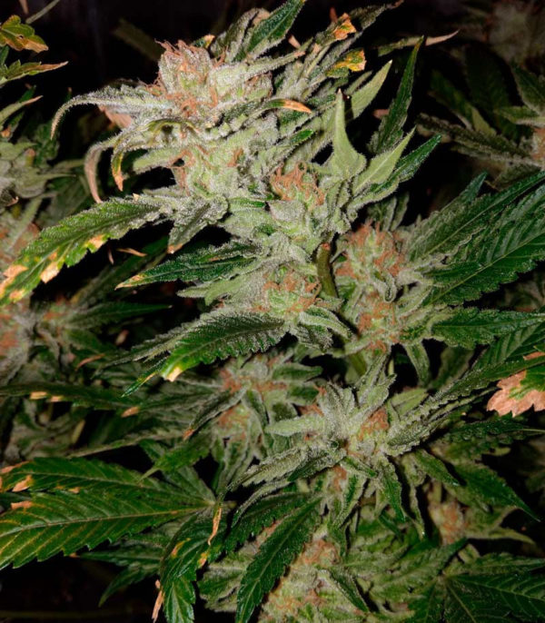 Семена сорта Tangerine Dream Auto (Barney's Farm) — изображение 5