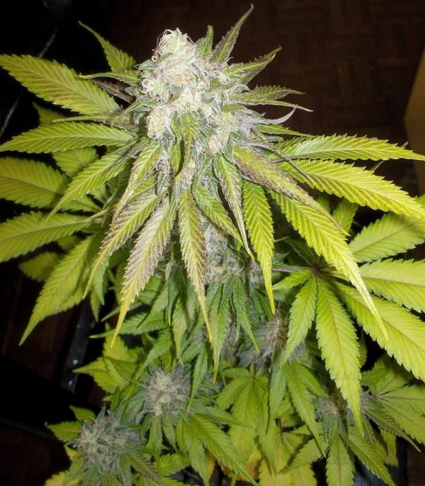 Семена сорта Puff Puff Pass Out (KFC Seeds) — изображение 4