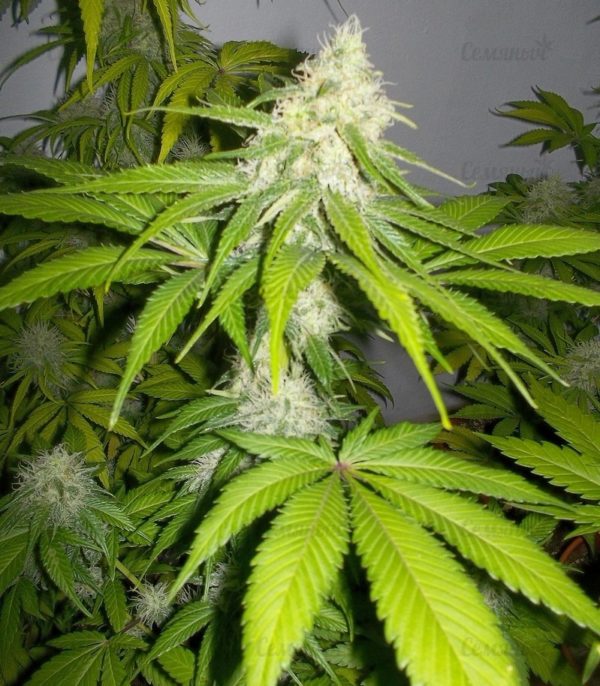 Семена сорта Puff Puff Pass Out (KFC Seeds) — изображение 5