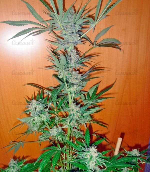 Семена сорта Pakistan Valley (World of Seeds) — изображение 4