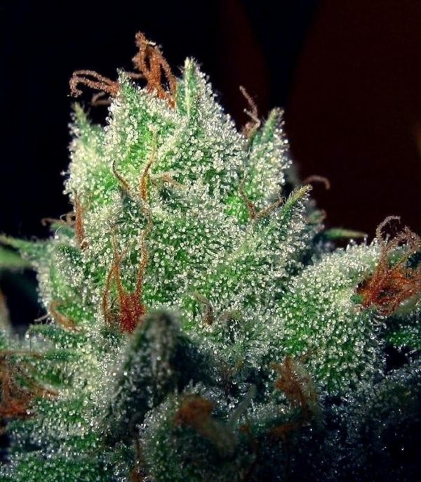 Семена сорта Masterkush (Dutch Passion) — изображение 7