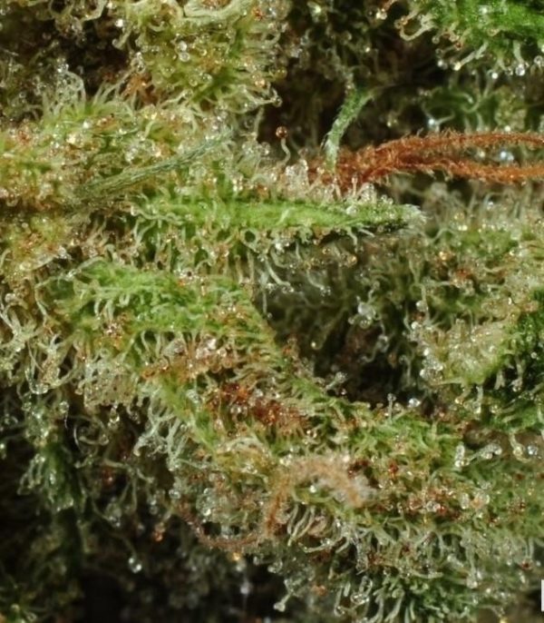 Семена сорта Masterkush (Dutch Passion) — изображение 6