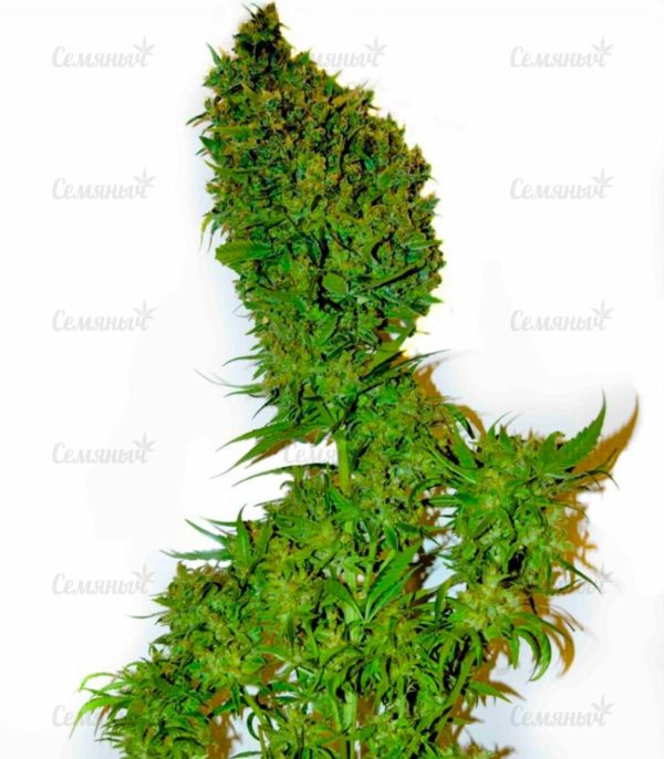 Семена сорта Super Mazar (Victory Seeds) — изображение 5