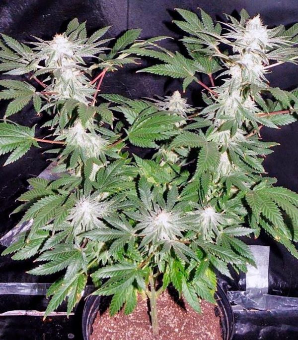 Семена сорта Wonder Woman (Nirvana Seeds) — изображение 4