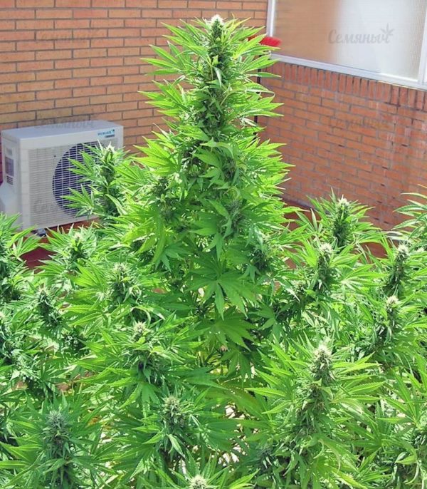 Семена сорта Wonder Woman (Nirvana Seeds) — изображение 5