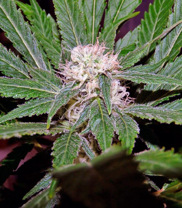 Семена сорта Wonder Woman (Nirvana Seeds) — изображение 6