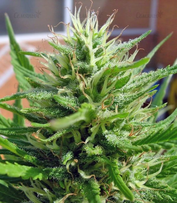 Семена сорта Wonder Woman (Nirvana Seeds) — изображение 7