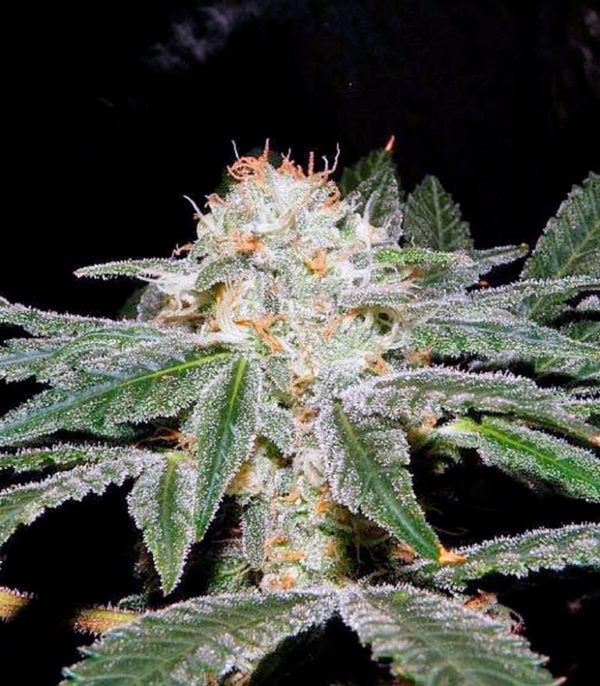 Семена сорта Wonder Woman (Nirvana Seeds) — изображение 8