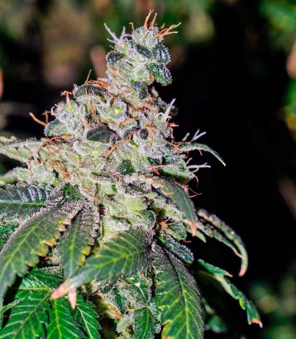 Семена сорта Dinamex Autoflowering (Dinafem Seeds) — изображение 5