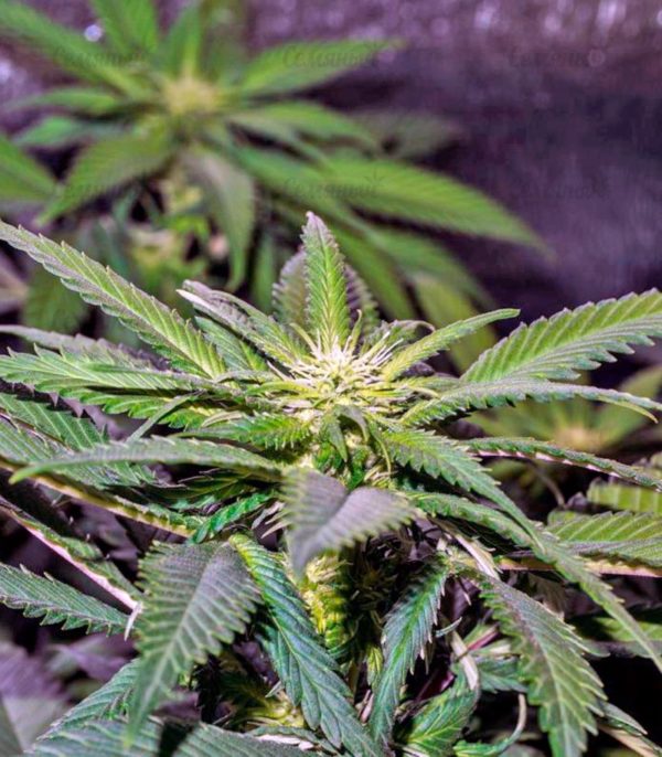 Семена сорта Dinamex Autoflowering (Dinafem Seeds) — изображение 6