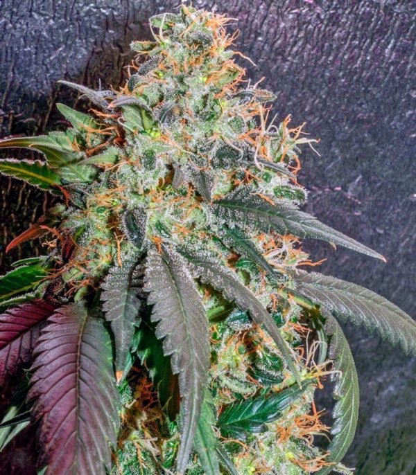 Семена сорта Dinamex Autoflowering (Dinafem Seeds) — изображение 7