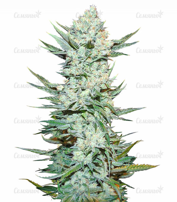 Семена сорта OG Kush (Dinafem Seeds)