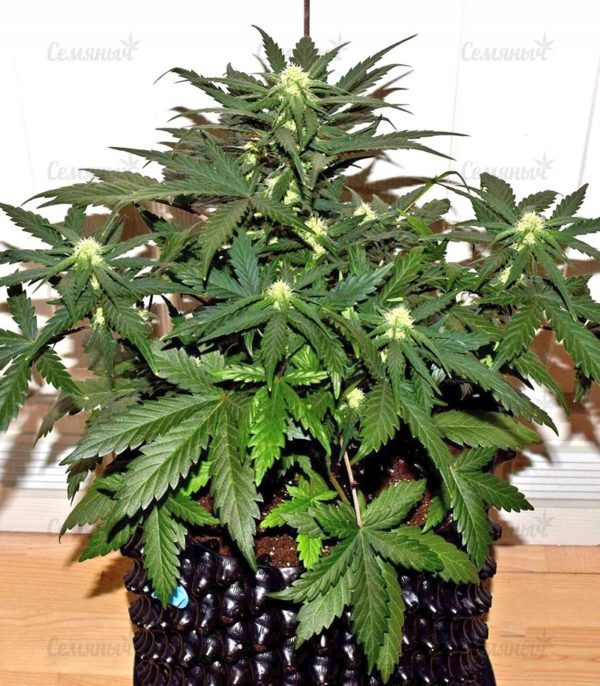 Семена сорта OG Kush (Dinafem Seeds) — изображение 4