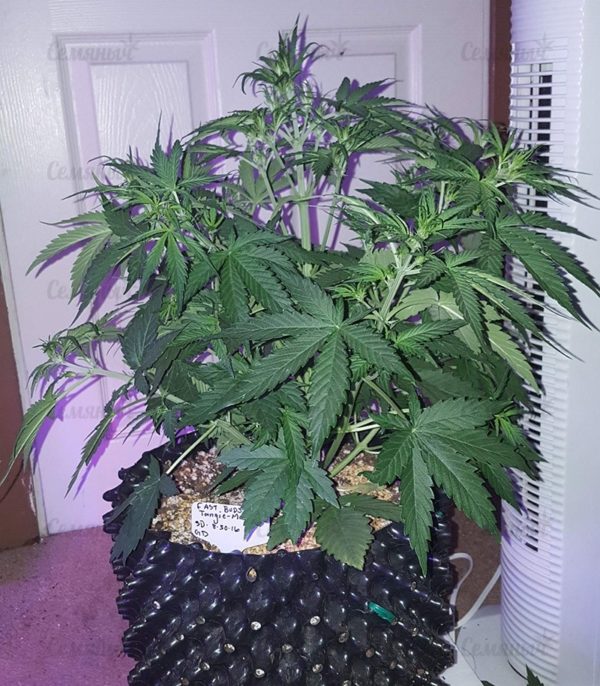 Семена сорта OG Kush (Dinafem Seeds) — изображение 5