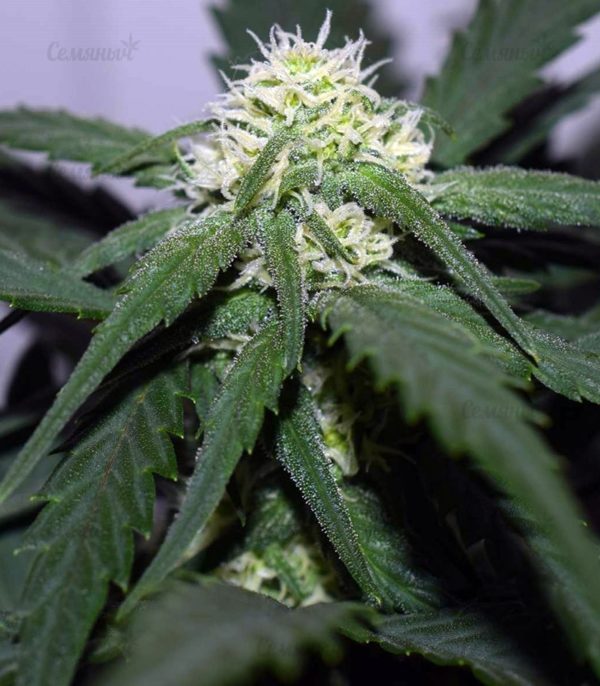 Семена сорта OG Kush (Dinafem Seeds) — изображение 6